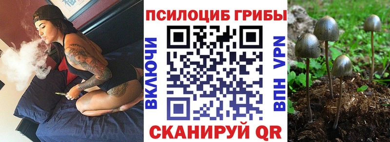 Галлюциногенные грибы Psilocybe Купить где Бакал